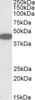 42-513 (0.2ug/ml) staining of HepG2 lysate (35ug protein in RIPA buffer) . Detected by chemiluminescence.