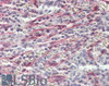 42-526 (3.8ug/ml) staining of paraffin embedded Human Breast. Steamed antigen retrieval with citrate buffer pH 6, AP-staining.