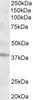 42-542 Negative Control showing staining of paraffin embedded Human Retina, with no primary antibody.