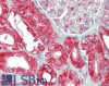 42-568 (0.3ug/ml) staining of HeLa lysate (35ug protein in RIPA buffer) . Primary incubation was 1 hour. Detected by chemiluminescence.