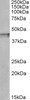 42-620 (1ug/ml) staining of Rat Kidney lysate (35ug protein in RIPA buffer) . Primary incubation was 1 hour. Detected by chemiluminescence.