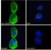 42-628 Immunofluorescence analysis of paraformaldehyde fixed L929 cells (Mouse fibroblast cell line) , permeabilized with 0.15% Triton. Primary incubation 1hr (10ug/ml) followed by Alexa Fluor 488 secondary antibody (2ug/ml) , showing membrane staining. Th