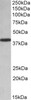 42-631 (0.2ug/ml) staining of PBMC lysate (35ug protein in RIPA buffer) . Primary incubation was 1 hour. Detected by chemiluminescence.