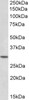 42-634 (3.75ug/ml) staining of paraffin embedded Human Testis. Steamed antigen retrieval with citrate buffer pH 6, AP-staining.