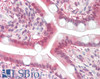 42-647 (10ug/ml) staining of paraffin embedded Human Lung. Steamed antigen retrieval with citrate buffer pH 6, AP-staining.