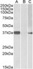 42-649 (0.3ug/ml) staining of HEK293 lysate (35ug protein in RIPA buffer) . Primary incubation was 1 hour. Detected by chemiluminescence.