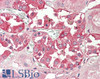 42-669 (0.3ug/ml) staining of Human Bone Marrow lysate (35ug protein in RIPA buffer) . Detected by chemiluminescence.