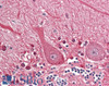 42-674 (5ug/ml) staining of paraffin embedded Human Liver. Steamed antigen retrieval with citrate buffer pH 6, AP-staining.
