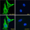 42-679 (0.1ug/ml) staining of Mouse Kidney lysate (35ug protein in RIPA buffer) . Primary incubation was 1 hour. Detected by chemiluminescence.