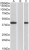 42-693 (0.1ug/ml) staining of Human Liver lysate (35ug protein in RIPA buffer) . Detected by chemiluminescence.