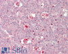 42-711 (0.3ug/ml) staining of Human Frontal Cortex lysate (35ug protein in RIPA buffer) . Primary incubation was 1 hour. Detected by chemiluminescence.