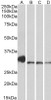 42-713 (0.1ug/ml) staining of Mouse Lung lysate (35ug protein in RIPA buffer) . Primary incubation was 1 hour. Detected by chemiluminescence.