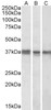 42-717 (1ug/ml) staining of HeLa lysate (35ug protein in RIPA buffer) . Primary incubation was 1 hour. Detected by chemiluminescence.