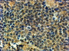 42-727 (2ug/ml) staining of paraffin embedded Human Tonsil. Steamed antigen retrieval with Tris/EDTA buffer pH 9, HRP-staining. <strong>This data is from a previous batch, not on sale.</strong>