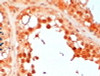 42-728 (2ug/ml) staining of paraffin embedded Human Testis. Steamed antigen retrieval with citrate buffer pH 6, HRP-staining.