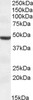 42-733 Immunofluorescence analysis of paraformaldehyde fixed U2OS cells, permeabilized with 0.15% Triton. Primary incubation 1hr (10ug/ml) followed by Alexa Fluor 488 secondary antibody (2ug/ml) , showing membrane and secreted staining. The nuclear stain