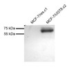 42-735 (1ug/ml) staining of MOLT4 lysate (35ug protein in RIPA buffer) . Primary incubation was 1 hour. Detected by chemiluminescence.