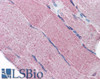 42-740 (5ug/ml) staining of paraffin embedded Human Thyroid Gland. Steamed antigen retrieval with citrate buffer pH 6, AP-staining.