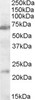 42-745 (0.5ug/ml) staining of NIH 3T3 lysate (35ug protein in RIPA buffer) . Primary incubation was 1 hour. Detected by chemiluminescence.