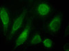 42-751 Immunofluorescence analysis of paraformaldehyde fixed NIH3T3 cells, permeabilized with 0.15% Triton. Primary incubation 1hr (10ug/ml) followed by Alexa Fluor 488 secondary antibody (2ug/ml) , showing plasma membrane and cytoplasmic staining. The nu