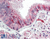 42-768 (0.1ug/ml) staining of Human Liver lysate (35ug protein in RIPA buffer) . Primary incubation was 1 hour. Detected by chemiluminescence.