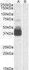 42-774 (3.75ug/ml) staining of paraffin embedded Human Testis. Steamed antigen retrieval with citrate buffer pH 6, AP-staining.