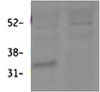 HEK293 lysate (10ug protein in RIPA buffer) over expressing Human DAP with DYKDDDDK tag probed with 42-779 (0.1ug/ml) in Lane A and probed with anti- DYKDDDDK Tag (1/3000) in lane C. Mock-transfected HEK293 probed with 42-779 (1mg/ml) in Lane B. Prima