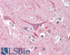 42-782 (1ug/ml) staining of MOLT4 lysate (35ug protein in RIPA buffer) . Primary incubation was 1 hour. Detected by chemiluminescence.