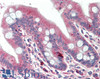 42-784 (3.8ug/ml) staining of paraffin embedded Human Tonsil. Steamed antigen retrieval with citrate buffer pH 6, AP-staining. <strong>This data is from a previous batch, not on sale.</strong>