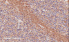 42-788 (3.8ug/ml) staining of paraffin embedded Human Skin. Steamed antigen retrieval with citrate buffer pH 6, AP-staining.