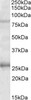 HEK293 lysate (10ug protein in RIPA buffer) overexpressing Human STAT4 with C-terminal MYC tag probed with 42-792 (0.5ug/ml) in Lane A and probed with anti-MYC Tag (1/1000) in lane C. Mock-transfected HEK293 probed with 42-792 (1mg/ml) in Lan