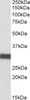 42-813 (0.1ug/ml) staining of Mouse Heart lysate (35ug protein in RIPA buffer) . Primary incubation was 1 hour. Detected by chemiluminescence.