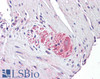 42-818 (0.03ug/ml) staining of Human Heart lysate (35ug protein in RIPA buffer) . Detected by chemiluminescence.