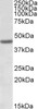 42-820 (3.75ug/ml) staining of paraffin embedded Human Cortex. Steamed antigen retrieval with citrate buffer Ph 6, AP-staining.