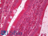 42-843 (3.75ug/ml) staining of paraffin embedded Human Lung. Steamed antigen retrieval with citrate buffer pH 6, AP-staining.