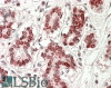 42-846 (3.75ug/ml) staining of paraffin embedded Human Pancreas. Steamed antigen retrieval with citrate buffer Ph 6, AP-staining.