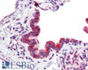 42-851 (0.5ug/ml) staining of Human Uterus lysate (35ug protein in RIPA buffer) . Primary incubation was 1 hour. Detected by chemiluminescence.