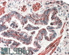 42-853 (3.75ug/ml) staining of paraffin embedded Human Spleen. Steamed antigen retrieval with citrate buffer pH 6, AP-staining.