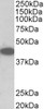 42-856 (2ug/ml) staining of Mouse (A) and Rat (B) Small Intestine lysate (35ug protein in RIPA buffer) . Primary incubation was 1 hour. Detected by chemiluminescence.