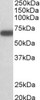 42-858 Flow cytometric analysis of paraformaldehyde fixed NIH3T3 cells (blue line) , permeabilized with 0.5% Triton. Primary incubation overnight (10ug/ml) followed by Alexa Fluor 488 secondary antibody (1ug/ml) . IgG control: Unimmunized goat IgG (black l