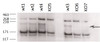 42-902 (0.1ug/ml) staining of Human Lung lysate (35ug protein in RIPA buffer) . Detected by chemiluminescence.