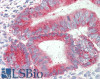 42-925 2ug/ml) staining of Human Uterus lysate (35ug protein in RIPA buffer) . Primary incubation was 1 hour. Detected by chemiluminescence.