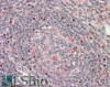 42-938 (0.3ug/ml) staining of Human Spleen lysate (35ug protein in RIPA buffer) . Detected by chemiluminescence.
