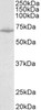 42-941 (0.1ug/ml) staining of Mouse Testis lysate (35ug protein in RIPA buffer) . Primary incubation was 1 hour. Detected by chemiluminescence.