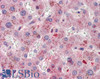 42-947 (5ug/ml) staining of paraffin embedded Human Kidney. Steamed antigen retrieval with citrate buffer pH 6, AP-staining.