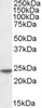 46-467 (0.3µg/ml) staining of Human Testes lysate (35µg protein in RIPA buffer) . Detected by chemiluminescence.