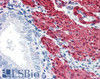46-467 (5ug/ml) staining of paraffin embedded Human Uterus. Steamed antigen retrieval with citrate buffer pH 6, AP-staining. <strong>This data is from a previous batch, not on sale.</strong>