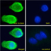 42-968 (3.75ug/ml) staining of paraffin embedded Human Liver. Steamed antigen retrieval with citrate buffer pH 6, AP-staining.