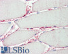 42-980 (0.3ug/ml) staining of HeLa lysate (35ug protein in RIPA buffer) . Primary incubation was 1 hour. Detected by chemiluminescence.