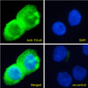 43-002 (1ug/ml) staining of Human Heart lysate (35ug protein in RIPA buffer) . Primary incubation was 1 hour. Detected by chemiluminescence.